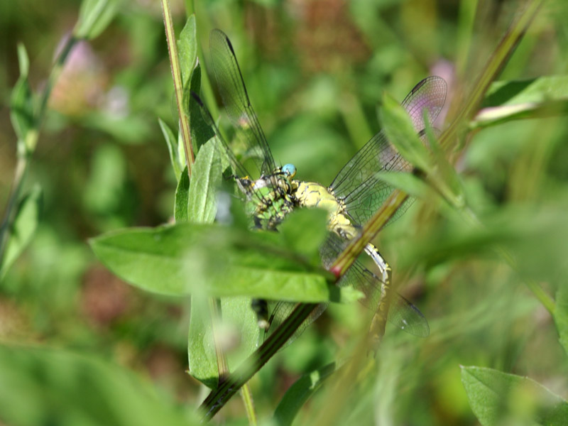 Missione impossibile? Gomphus vs Ophiogomphus